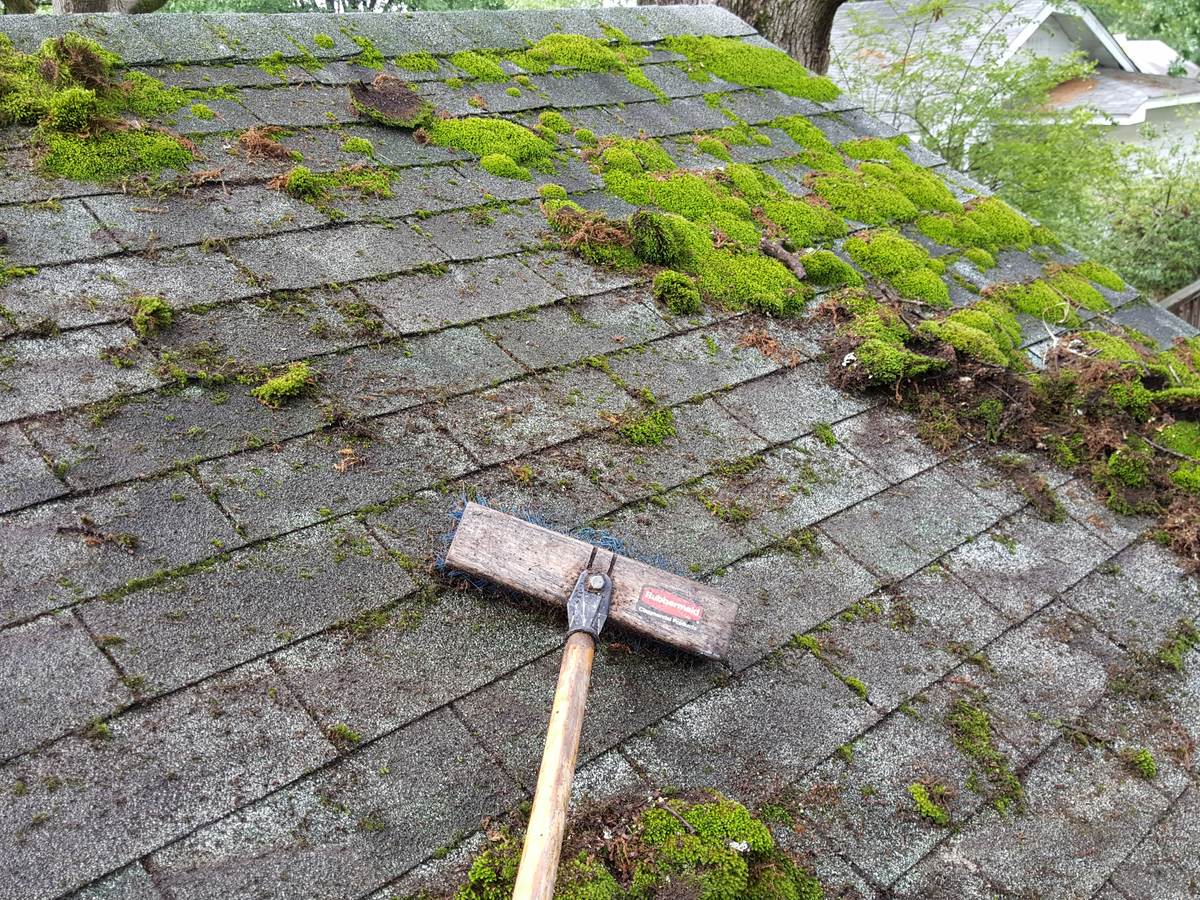 Heavy moss and algae growth on asphalt shingles before a roof soft wash in Little Rock Arkansas